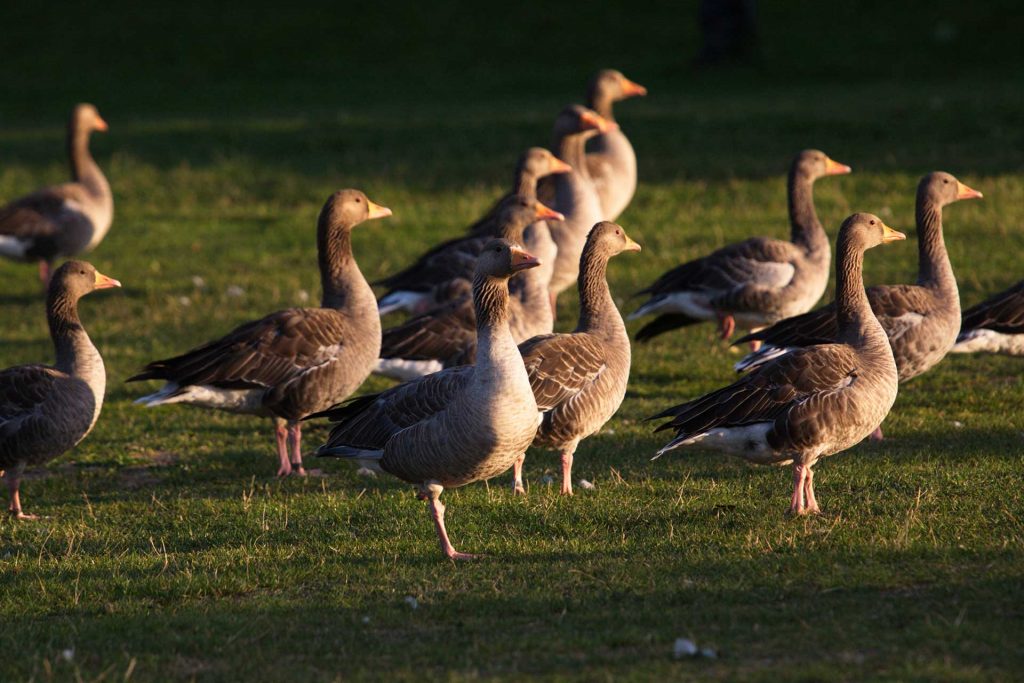 canards